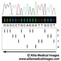 DNA sequencing principle, illustration.