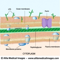 Gram negative bacterial cell wall, labeled diagram.