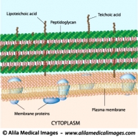 Gram positive bacterial cell wall, labeled diagram.