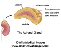 Adrenal gland, labeled drawing.
