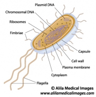 Bacteria structure, labeled drawing.