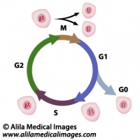 Cell cycle diagram.