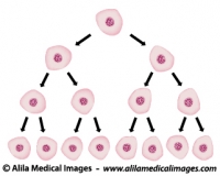 Cell division illustration.