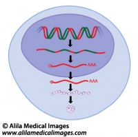 Gene expression, unlabeled diagram.