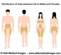 Subcutaneous fat distribution diagram.