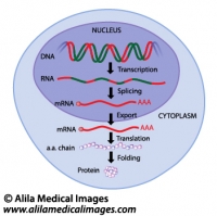 Gene expression, labeled diagram.