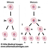 Mitosis versus meiosis, diagram.