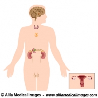 The endocrine system, unlabeled diagram.