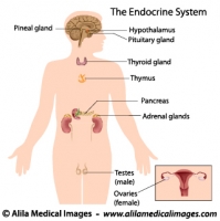 The endocrine system, labeled diagram.
