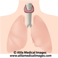 Thyroid gland, medical drawing.