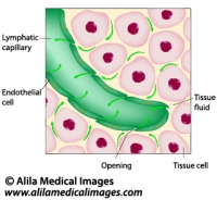 Lymphatic fluid drainage, labeled diagram.