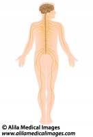 The nervous system, medical drawing.