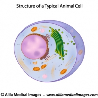 A typical cell, unlabeled diagram.