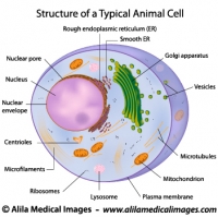 A typical cell, labeled diagram.
