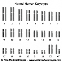 Normal human karyotype diagram.