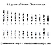 Human chromosome idiograms, diagrams