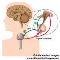 The pituitary thyroid axis, labeled diagram.