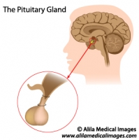 Pituitary gland, medical drawing.