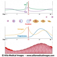 Menstrual cycle and ovulation, labeled diagram.