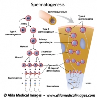 Spermatogenesis process, labeled diagram.
