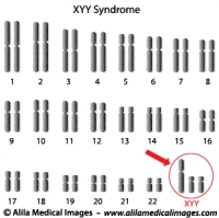 Super Male Syndrome genome diagram.