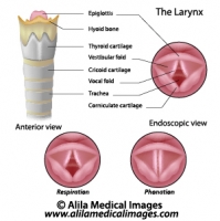 Vocal fold, labeled diagram.