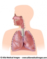 Respiratory system, unlabeled diagram