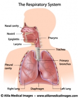 Respiratory system, labeled diagram