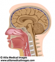 Head anatomy median section, medical drawing.