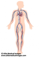 Human circulatory system diagram