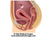 Women's reproductive system, unlabeled diargam.