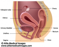 Women's reproductive system, labeled diargam.