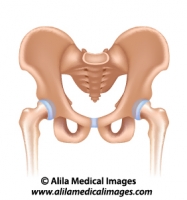 The pelvis, medical drawing.