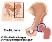 Hip joint structure, medical illustration.