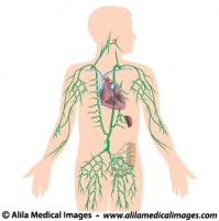 Lymphatic system, unlabeled diagram.