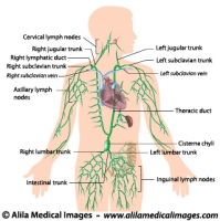 Lymphatic system, labeled diagram.