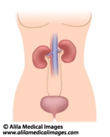 Urinary organs in female, medical illustration.