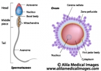 Ovum and spermatozoon structure, labeled diagram.