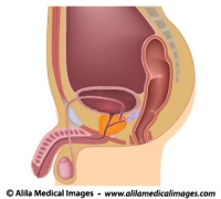 Male reproductive organs sagittal, unlabeled diagram.