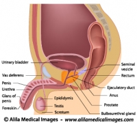 Male reproductive organs sagittal, labeled diagram.