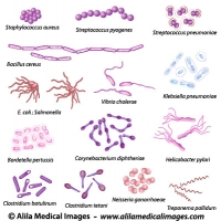 Bacteria morphology, medical drawing.