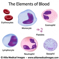 Elements of blood, medical drawing.