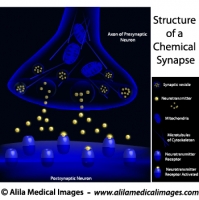 Structure of a synapse, labeled diagram.