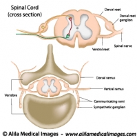 Cross section of the spinal cord, labeled. 