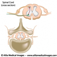 Cross section of the spinal cord, unlabeled. 