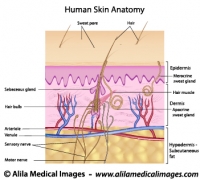 Human skin anatomy, labeled. 