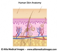 Human skin anatomy, unlabeled. 