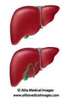 Liver and gallbladder, medical illustration.