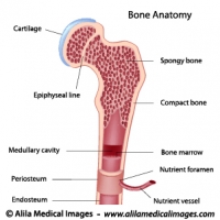 Bone anatomy, labeled diagram.