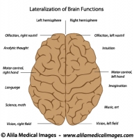 Lateralization of the brain, labeled diagram.